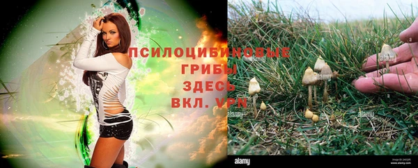 гидра Володарск